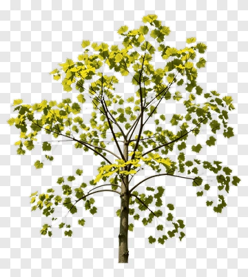 Tree With Yellow Green Leaves PNG