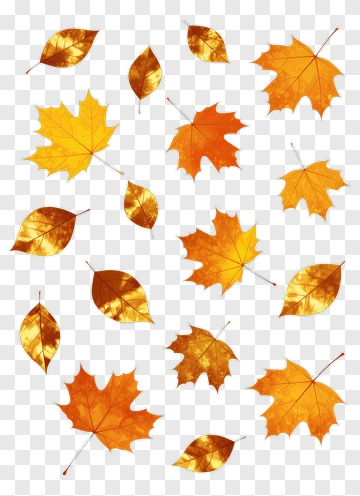 Autumn Leaves Collection PNG