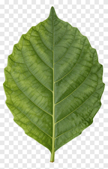 Green Leaf PNG