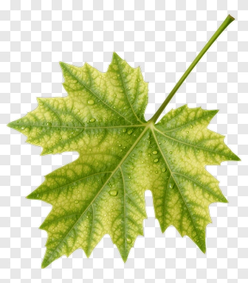 Green Leaf With Water Droplets PNG
