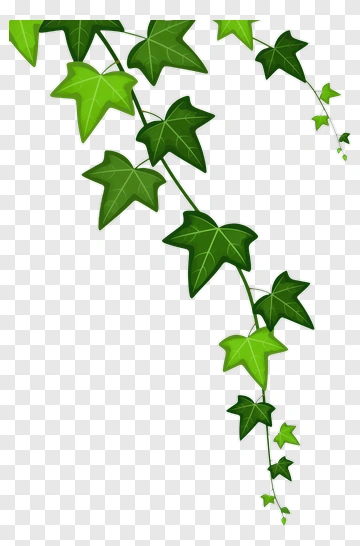 Green Ivy Vine PNG