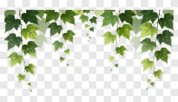 Green Ivy Leaves PNG
