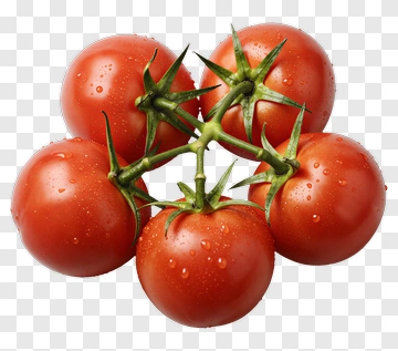 Fresh Tomatoes On A Vine PNG