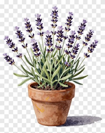 Lavender Plant In A Pot PNG