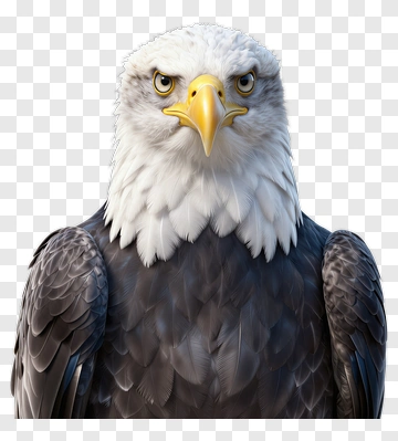 Realistic Bald Eagle Portrait PNG