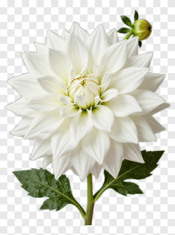 White Dahlia Flower With Green Leaves PNG