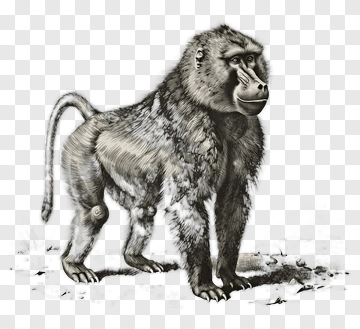 Realistic Baboon Standing On Ground PNG