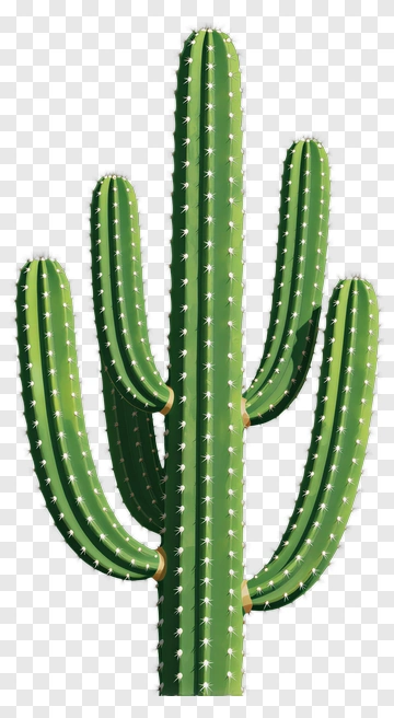 Green Cactus PNG