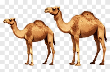 Cartoon Camels Standing Together PNG
