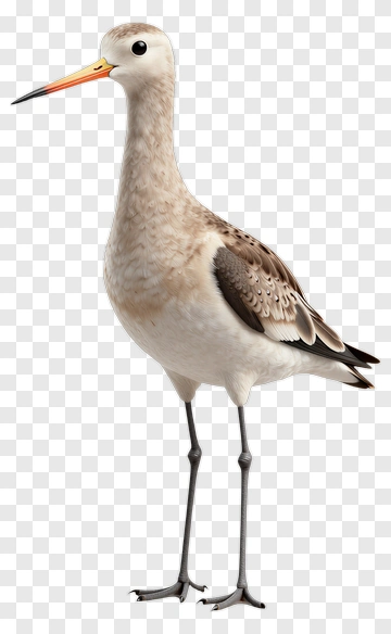 Realistic Bird With Long Legs And Beak PNG