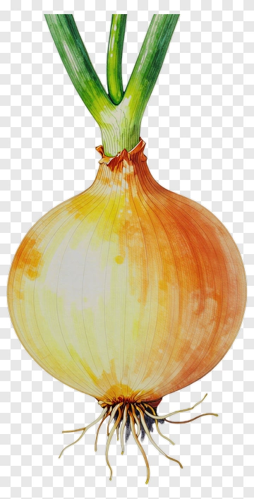 Onion With Green Stalks PNG