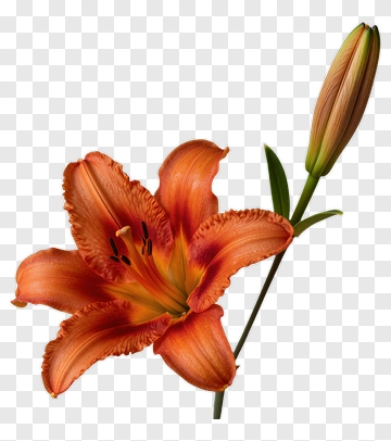 Orange Lily Flower With Bud PNG