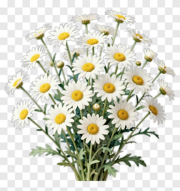 Bouquet Of White Daisies PNG