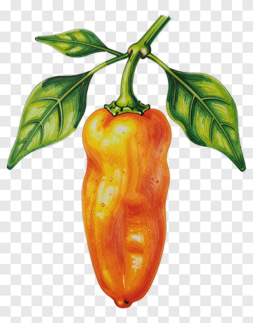 Orange Chili Pepper With Green Leaves PNG