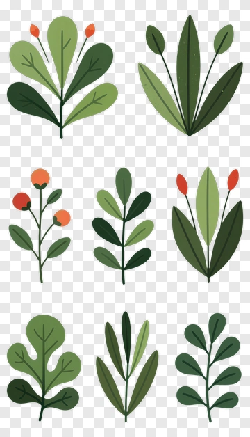 Colorful Plant Illustrations PNG