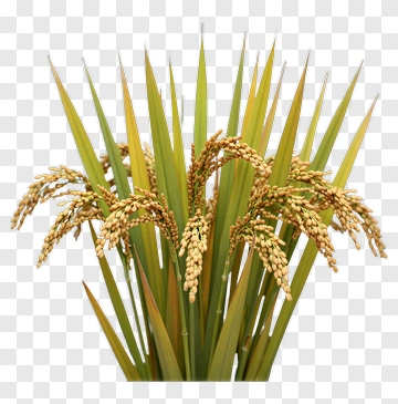 Potted Rice Plant With Yellow Grains PNG