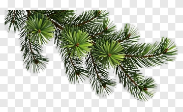 Pine Tree Branch With Green Needles PNG