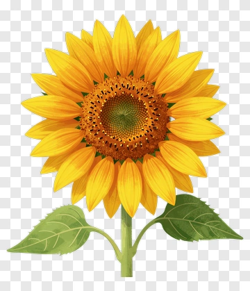 Sunflower With Green Leaves PNG