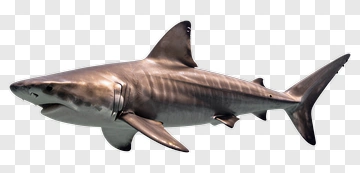 Great White Shark Swimming PNG