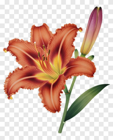 Orange Lily Flower With Bud PNG