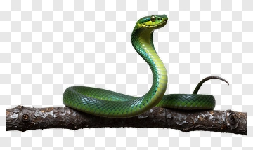 Green Snake On A Branch PNG