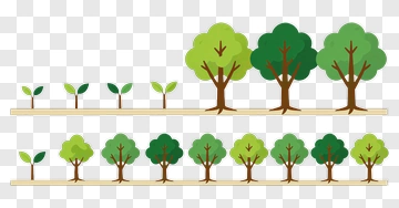 Growth Chart Of Trees PNG