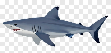 3D Shark PNG