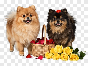 Pomeranian Dogs With Flower Basket PNG