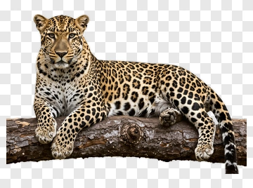 Leopard Lying On A Log PNG