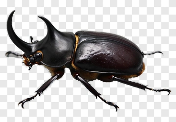 Horned Beetle PNG