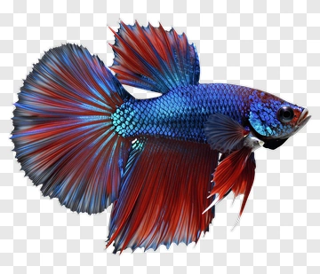 Colorful Betta Fish With Flowing Fins PNG