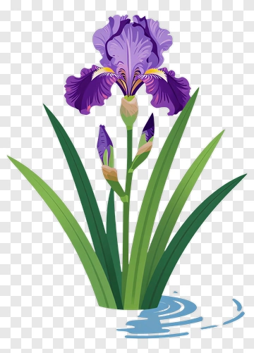 Purple Iris Flower With Green Leaves PNG