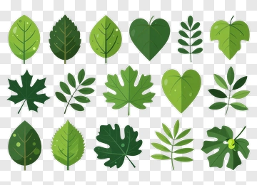 Collection Of Green Leaves PNG