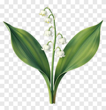 Lily Of The Valley Flower With Green Leaves PNG