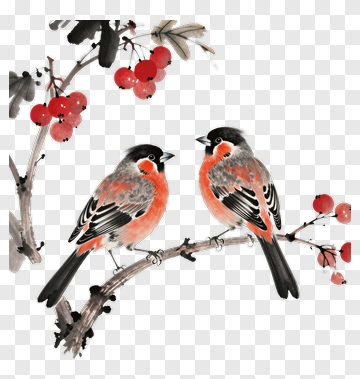 Pair Of Bullfinch Birds On A Branch With Berries PNG