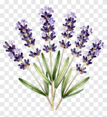 Watercolor Lavender Bouquet PNG