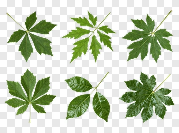 Collection Of Green Leaves PNG