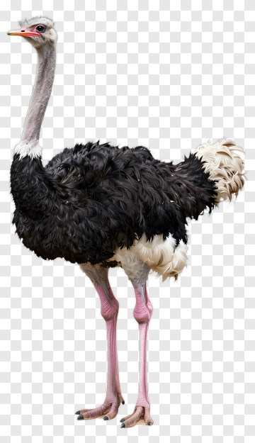 Ostrich Standing On Pink Legs PNG