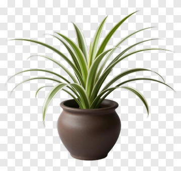 Potted Plant With Green Leaves PNG