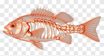 Fish Skeleton Illustration PNG
