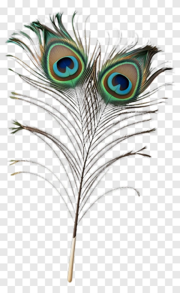 Peacock Feather With Vibrant Eyes PNG