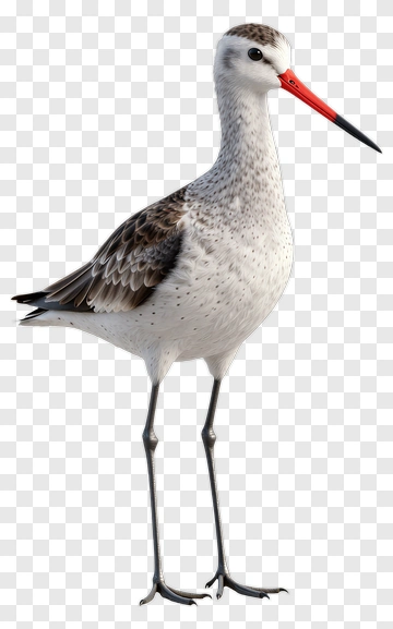 Realistic Bird With Long Legs And Red Beak PNG
