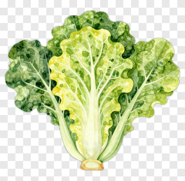 Watercolor Green Lettuce PNG