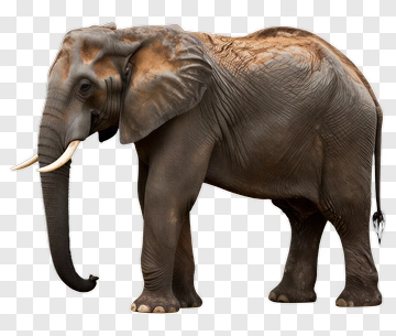 Realistic Elephant PNG