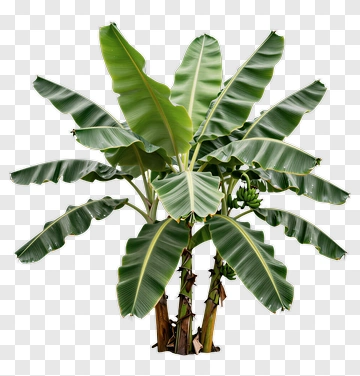 Banana Tree With Lush Green Leaves PNG