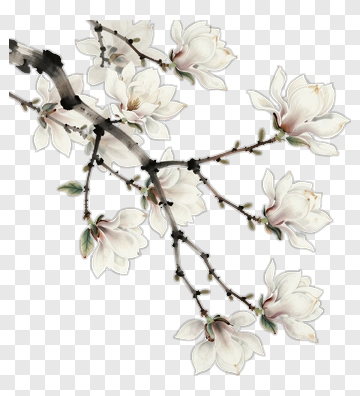 White Magnolia Branch With Flowers PNG