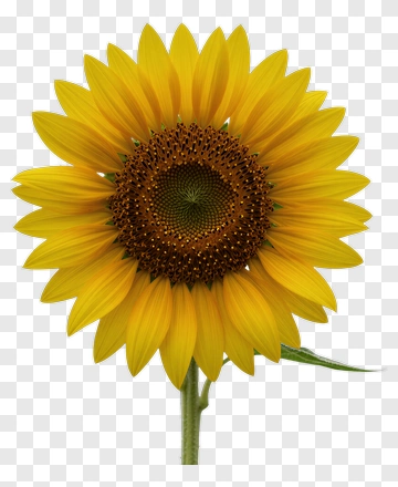 Sunflower With Bright Yellow Petals PNG