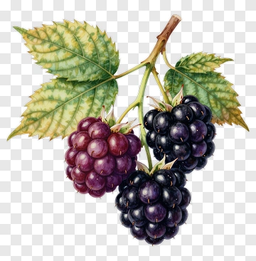 Blackberries With Green Leaves PNG