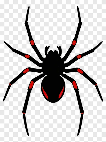 Black Widow Spider Illustration PNG