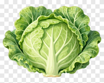 Fresh Green Cabbage PNG